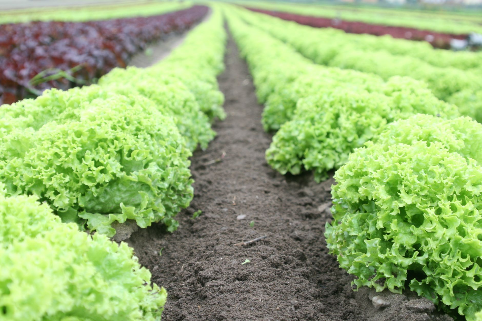 Câmp de salată verde proaspătă